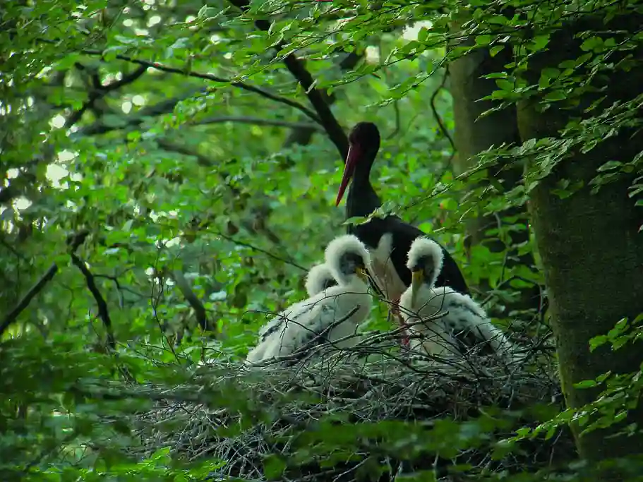 Black Stork - Ciconia nigra, emblem of the Semois National Park
