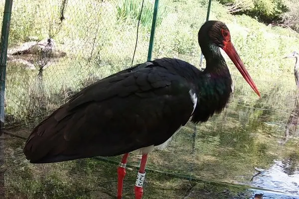 Nid massif de cigogne noire perché sur une fourche de vieux chêne en exposition Sud-Est