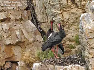 Cigogne noire en vol plané au-dessus des crêtes boisées de la vallée de la Semois