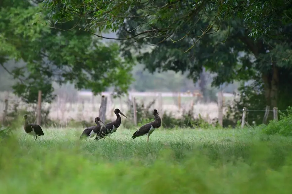 Panneau signalétique Natura 2000 dans la vallée de la Semois (Bouillon – Vresse)