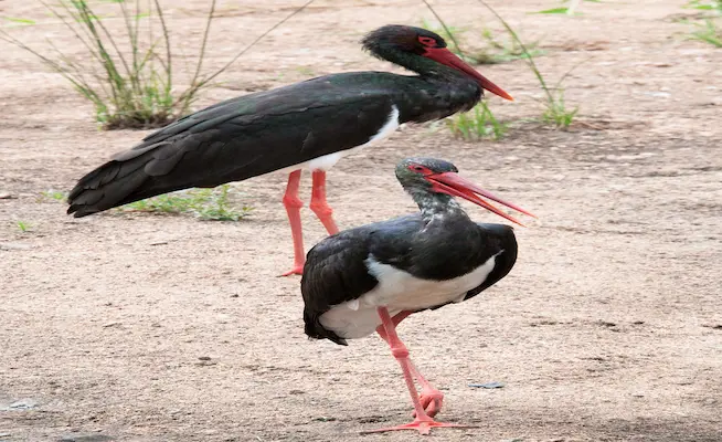 Berge tranquille de la Semois hors zone balisée – tronçon sauvage refuge de l'avifaune