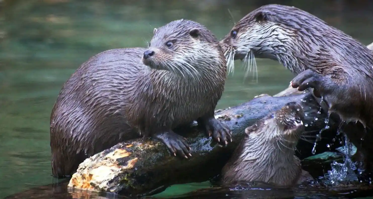 Faune observable en kayak sur la Semois – martin-pêcheur et loutre