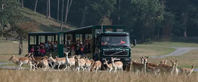 Parc animalier Han-sur-Lesse – 250 ha, Big Five européens dont le bison d'Europe et le lynx
