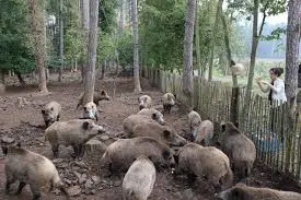 Han-sur-Lesse Wildlife Park – 250 ha, European Big Five including the European bison and the lynx