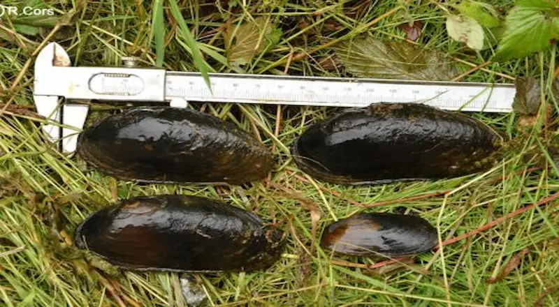 Flussperlmuschel (Margaritifera margaritifera) in der Semois – geschützte Natura 2000-Art
