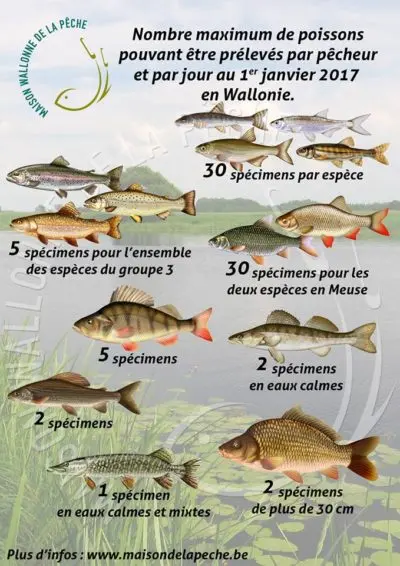Truite fario de la Semois - Salmo trutta fario