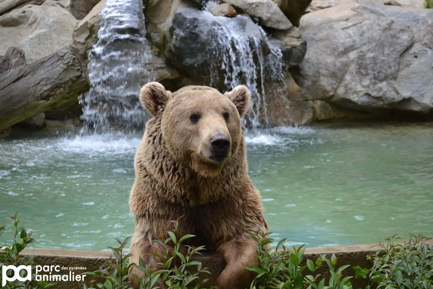 Ours dans le parc animalier
