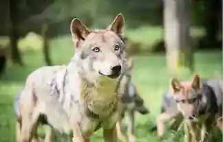 Parc animalier des Grottes de Han - Faune sauvage européenne